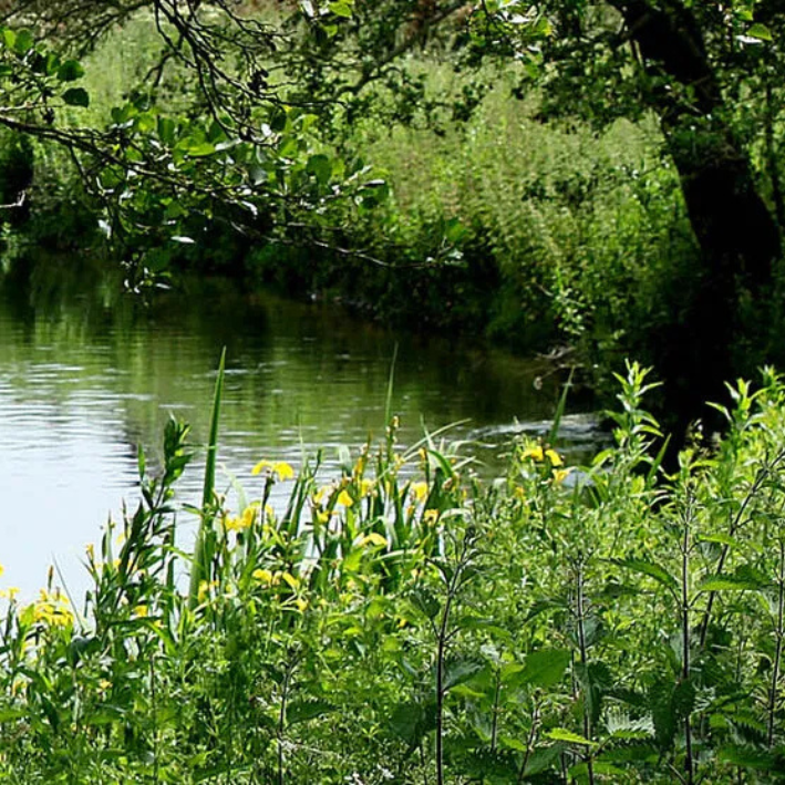 Idle Valley river